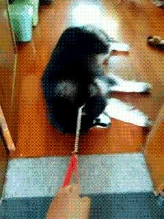 家里的萌宠,家里的萌宠长大后会变成什么样子