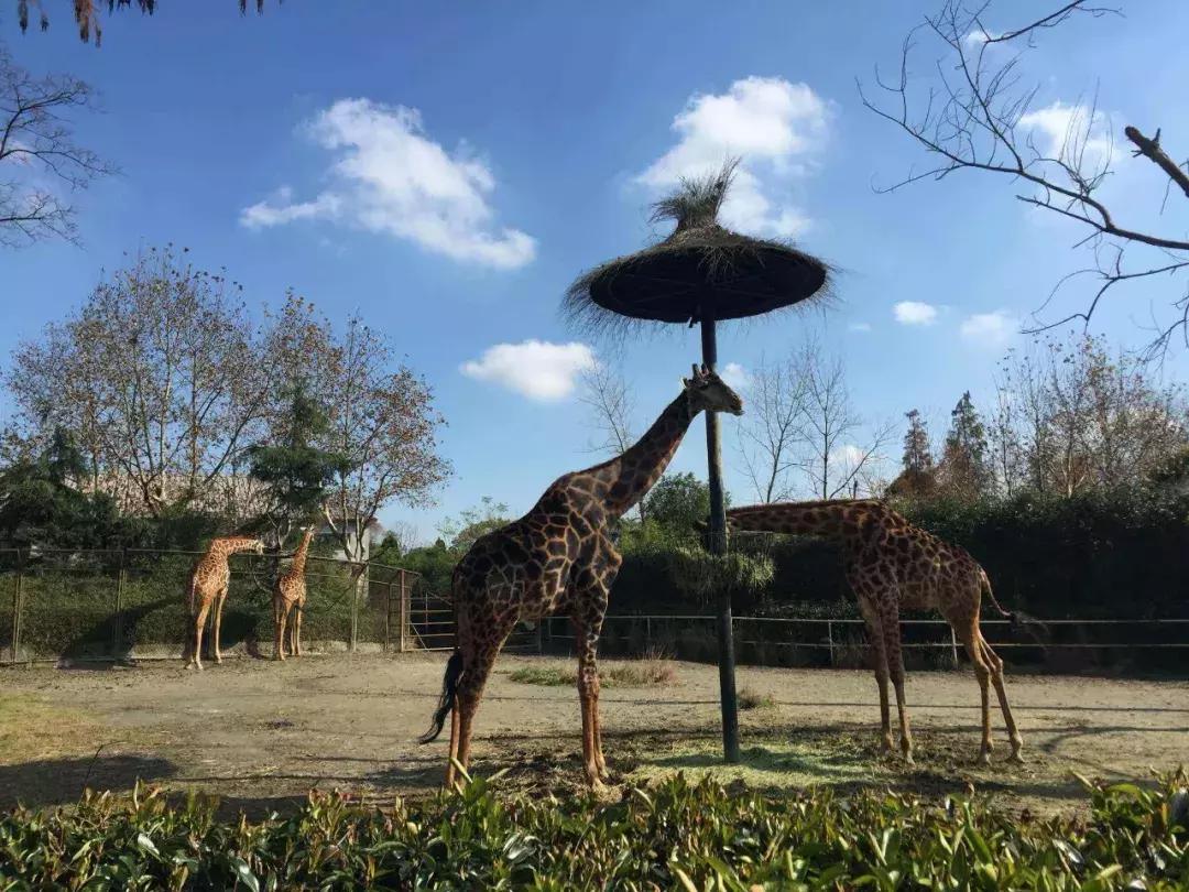 收藏！2018上海地铁最新首末班车时间表、如厕指南、游玩大全！