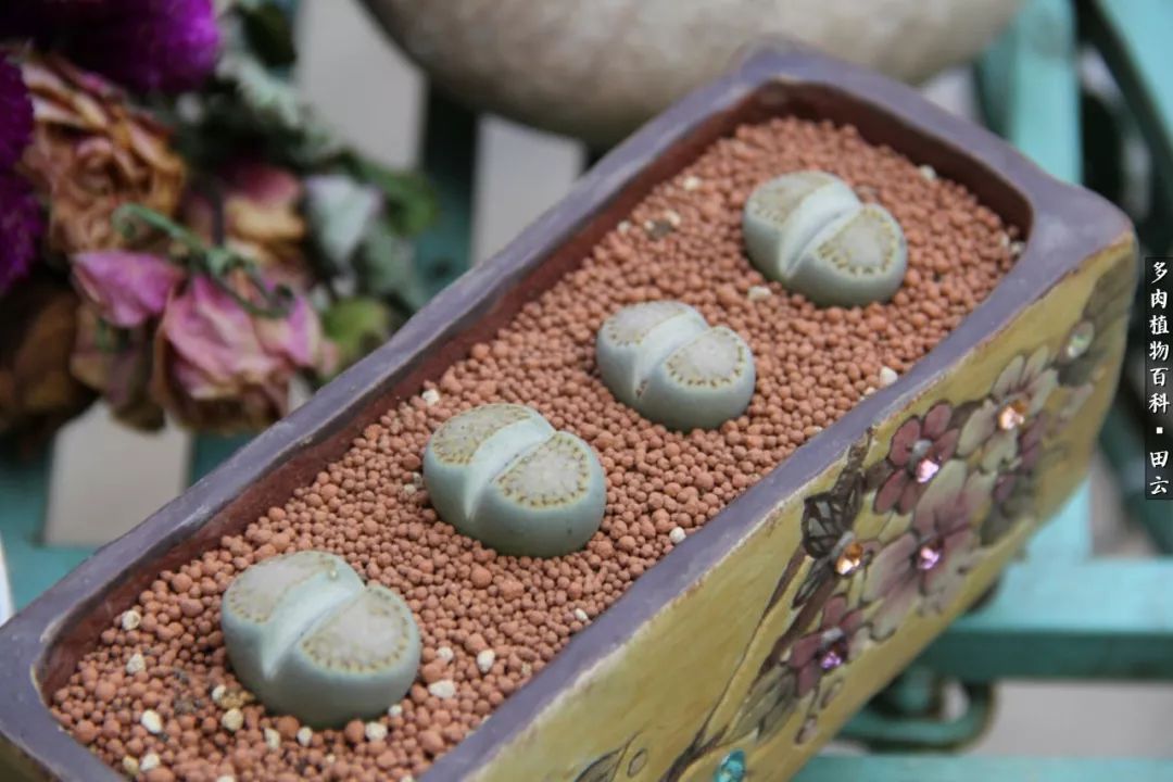 养多肉的精致生活,养多肉的乐趣在于没事瞎折腾