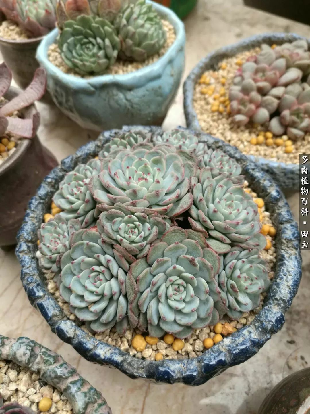 养多肉的精致生活,养多肉的乐趣在于没事瞎折腾