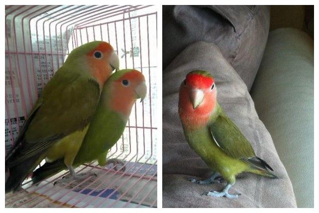 面类牡丹鹦鹉配对基因对照表,牡丹鹦鹉面类详细分类