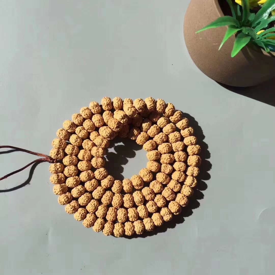 超级飞碟金刚菩提,五瓣爆肉梅花金刚菩提