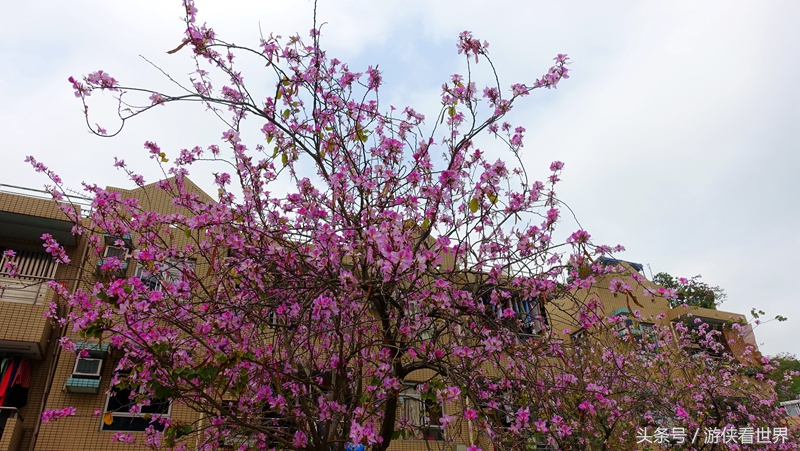 一岛三桥：宁静迷人的香港马湾岛眺望汀九青马汲水门大桥