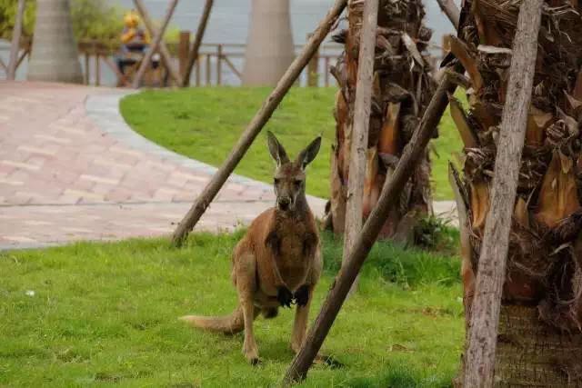 想投食小白虎、赏国际马戏？你有时间，小编有票，周末灵玲走起