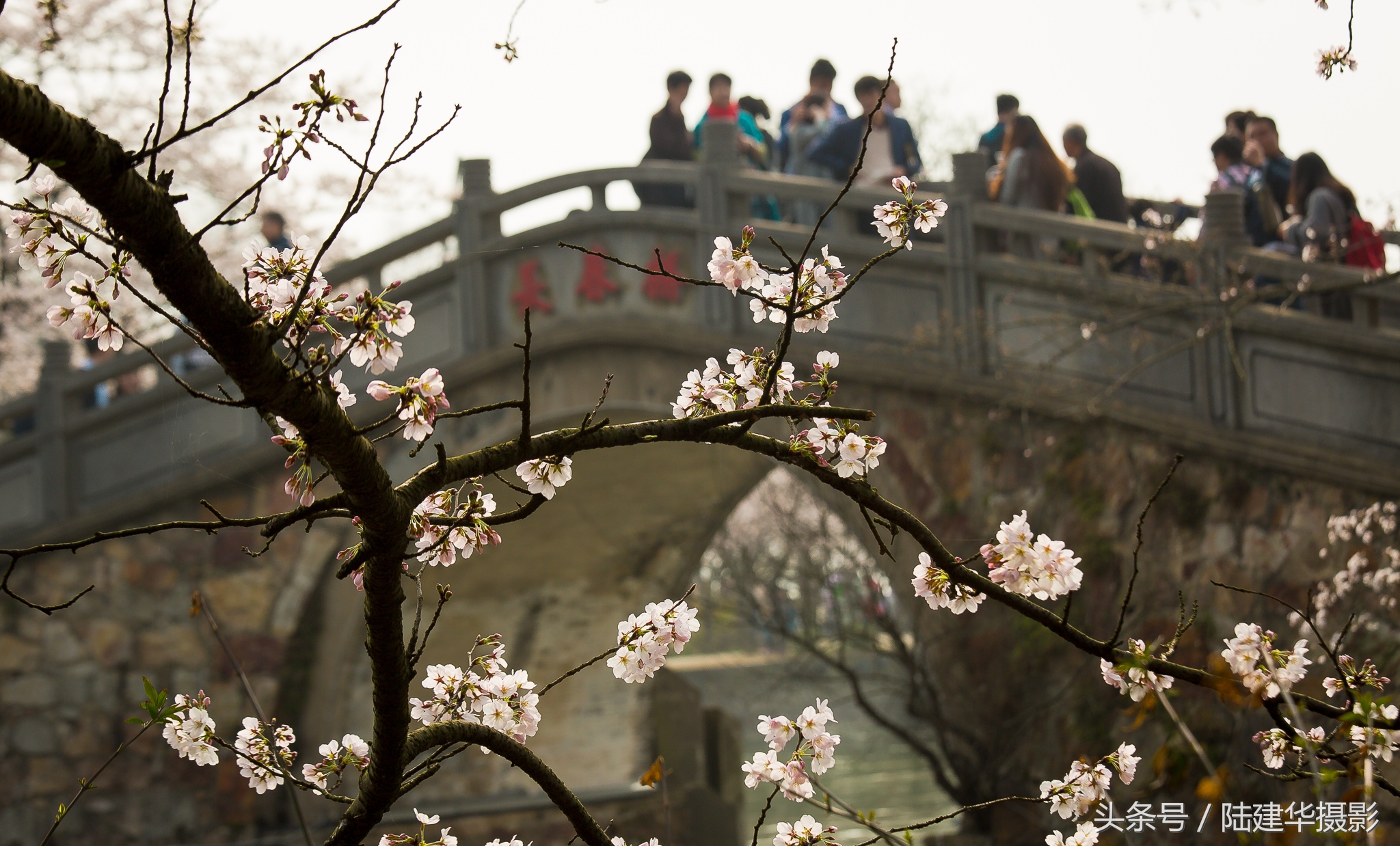 太湖赏樱花鼋头渚旅行攻略,太湖鼋头渚风景区看樱花旅游攻略