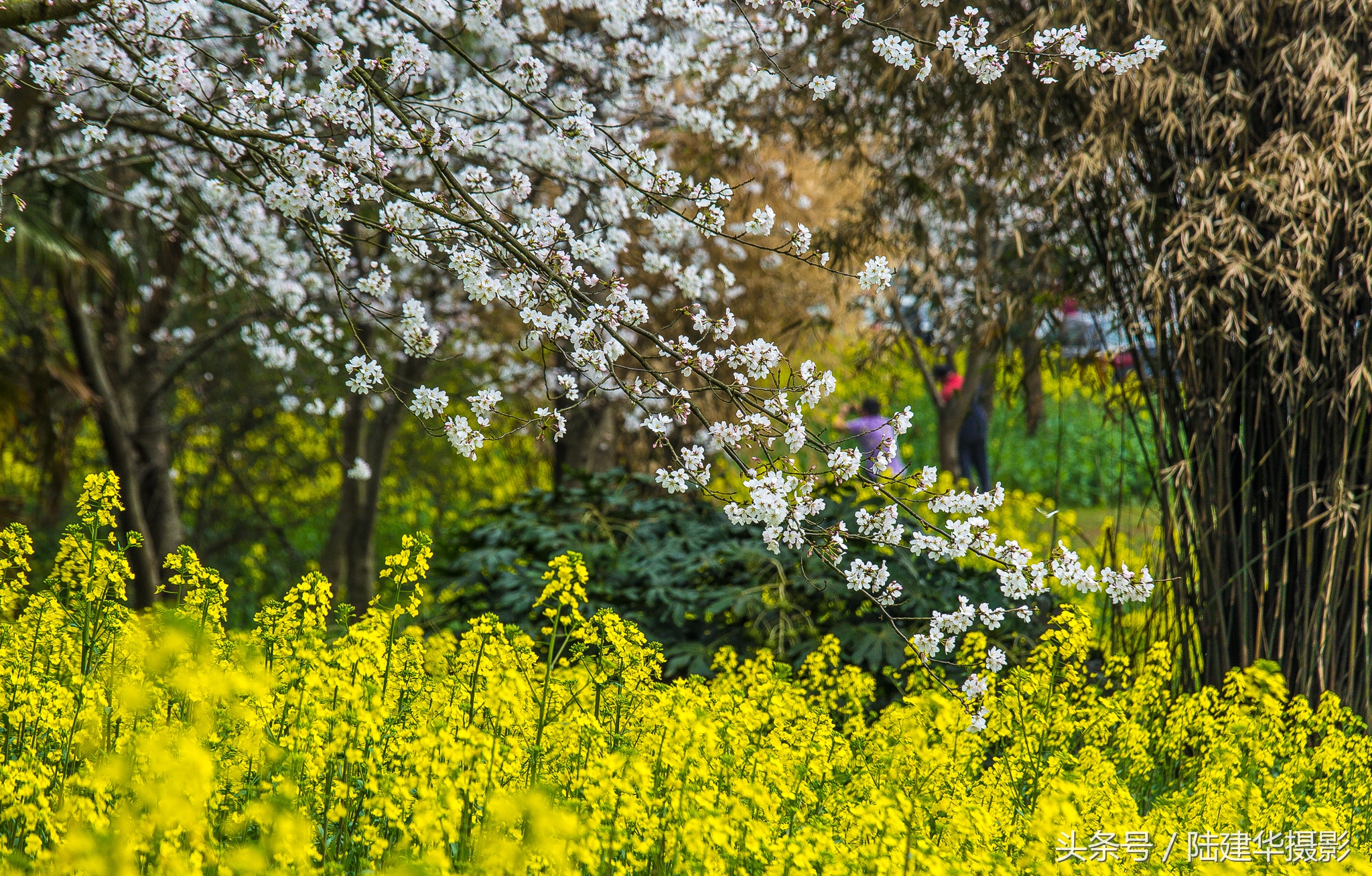 太湖鼋头渚樱花谷,鼋渚樱花是春天最浪漫的邂逅