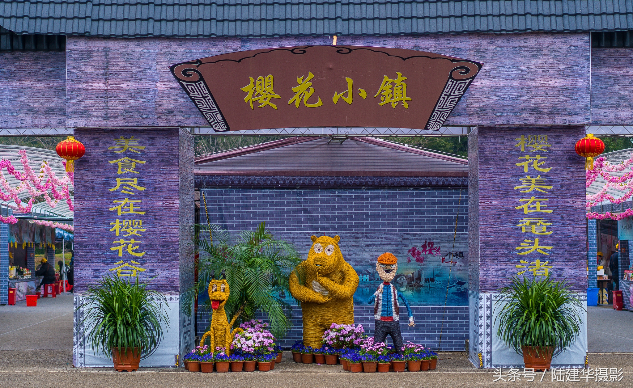 太湖鼋头渚樱花谷,鼋渚樱花是春天最浪漫的邂逅