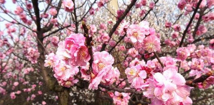 青岛的民俗文化视频,青岛市区方言历史