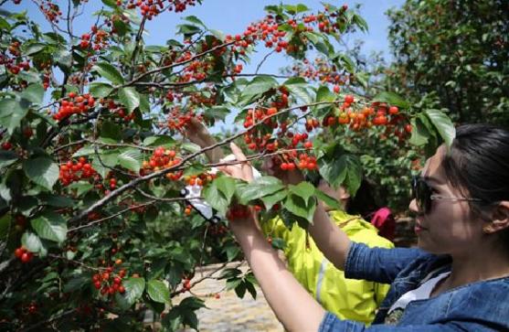 青岛的民俗文化视频,青岛市区方言历史
