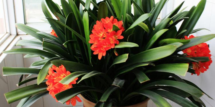 君子兰怎么养叶子能肥厚变绿开花,君子兰的叶片如何更加油亮肥厚呢