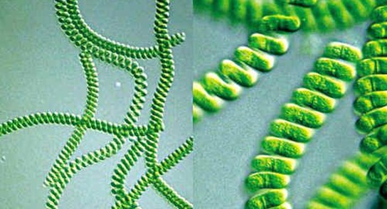 螺旋藻至少有17种功能被美国国立卫生院枪毙了！你还吃吗？