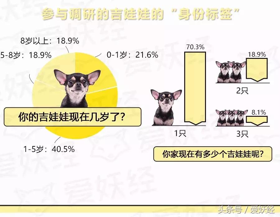 爱妖经大数据|中国吉娃娃犬家庭主粮调研报告