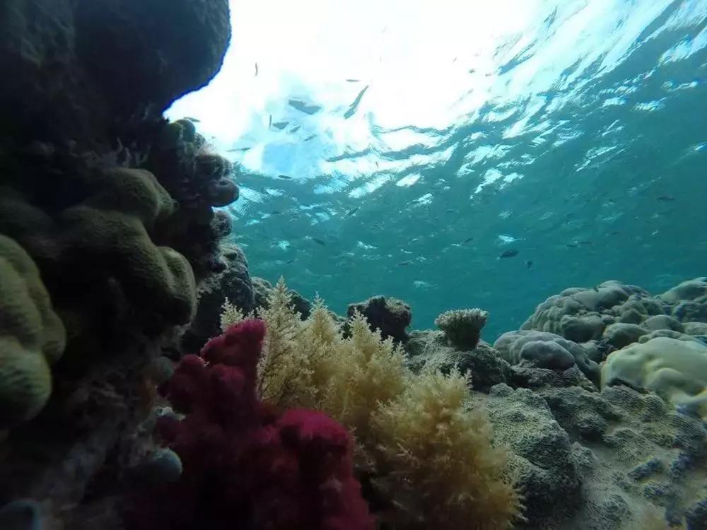 帕劳岛自由潜水 (帕劳潜水视频观看鱼群风暴)