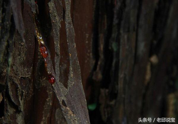 琥珀蜜蜡大料,为什么人都喜欢琥珀料