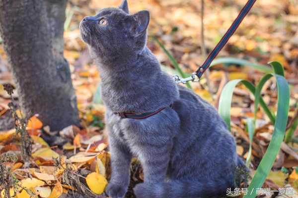 家里的猫太胖了,家里猫太皮怎么办