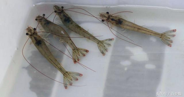 南美白对虾怎么养殖全过程,工厂化养南美白对虾怎么控亚盐