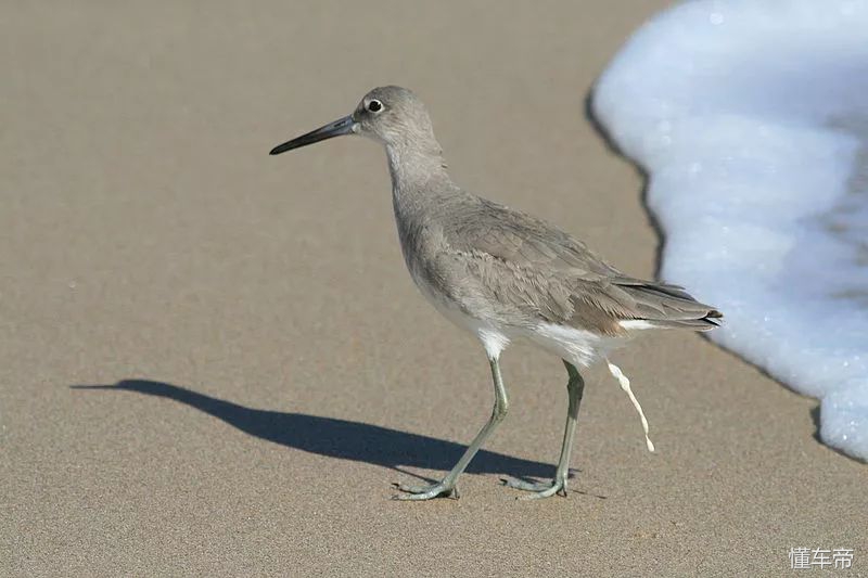 小鸟拉屎在车上有什么说法,最近总是有鸟拉屎在身上