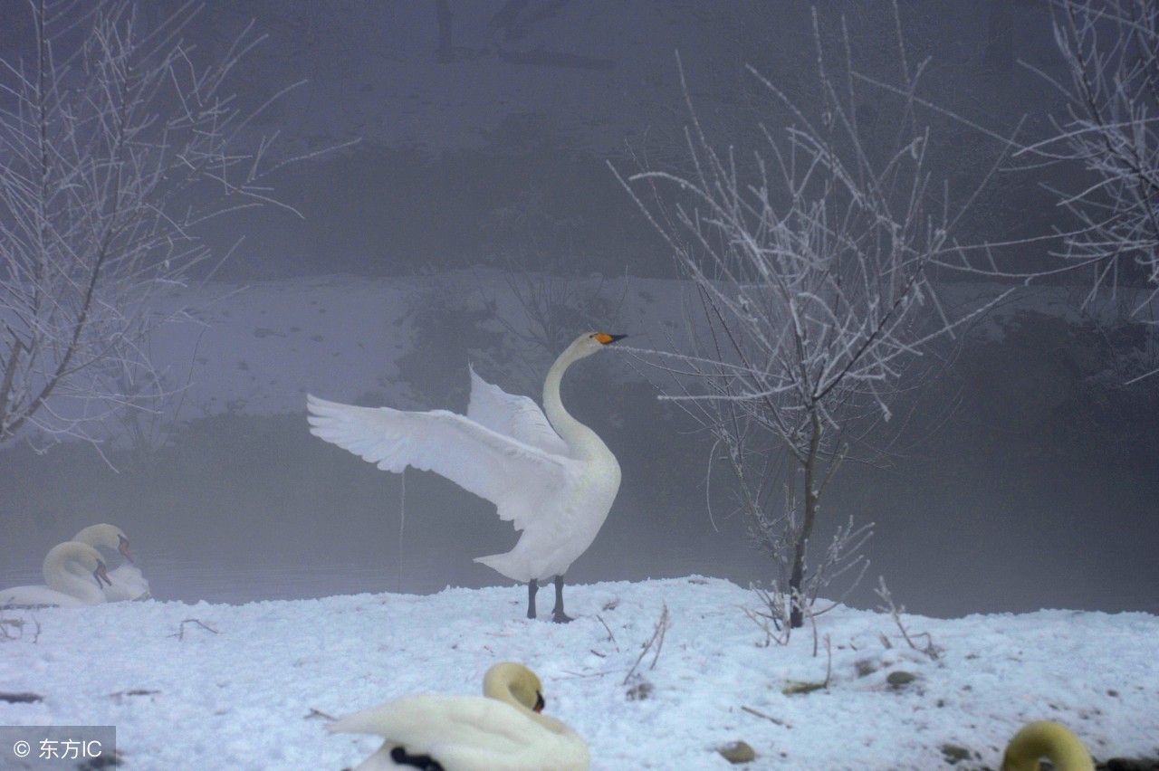 老虎的巢穴是什么样的,8个趣味冷知识羚羊属于牛科动物