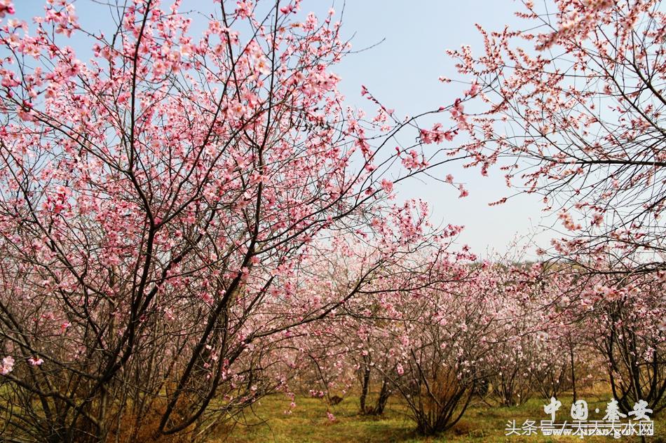 秦安:芳蕊遍地蜜蜂闹*光春**明媚凤山娇