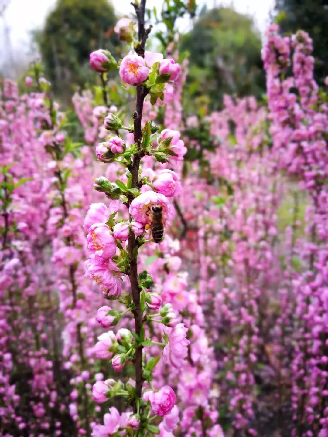 真樱花和假樱花的区别,怎么分辨真樱花还是假樱花