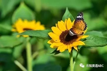 「乐文」我喜欢向日葵ILikeSunflowers