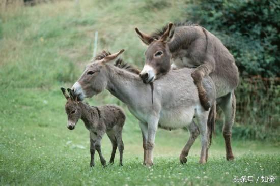 造成肉驴不孕的四种原因