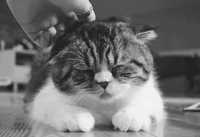 猫害怕铲屎官怎么办,为啥每次铲屎猫咪会害怕