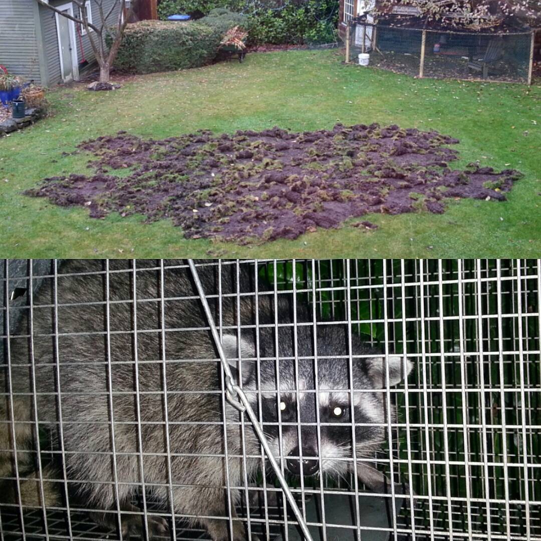 浣熊真的那么温顺吗,浣熊适不适合养
