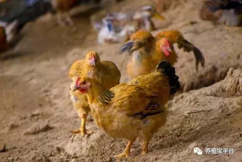 产蛋鸡啄羽用什么药,产蛋鸡吃什么才能多产蛋