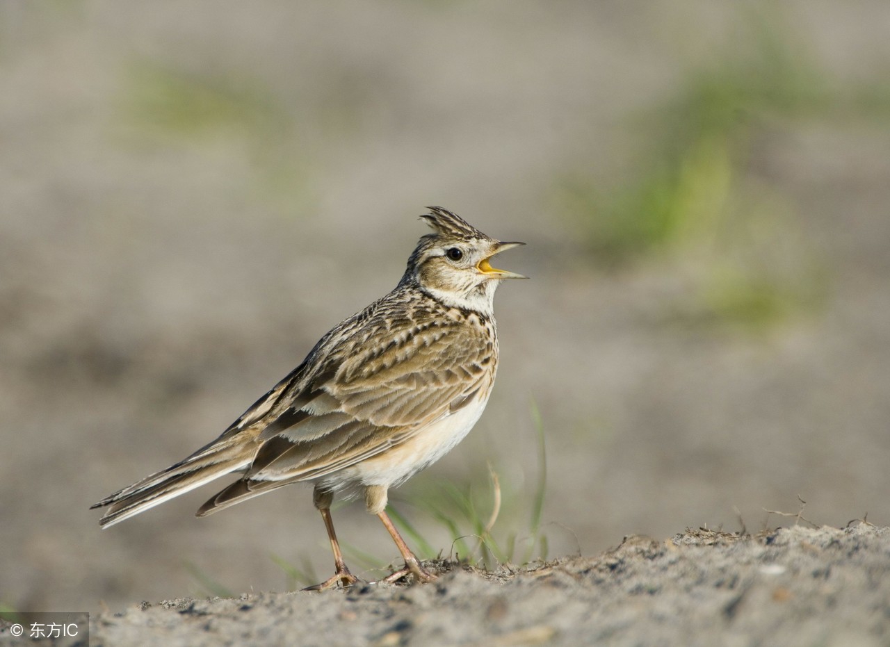 百灵鸟雏鸟的最佳挑选方法,百灵鸟雏鸟怎么样才不怕人