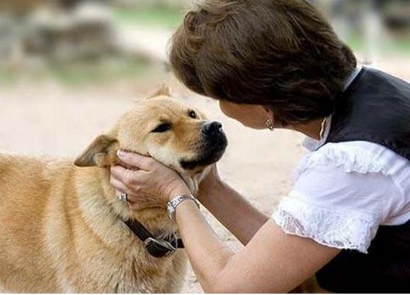 狗狗的这18种行为你真的懂了吗,狗狗的的几种行为不要弄错了