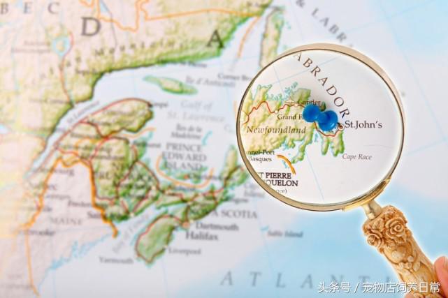 拉布拉多是死亡率最高的犬吗,中国禁养犬有没有拉布拉多