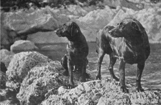 拉布拉多是死亡率最高的犬吗,中国禁养犬有没有拉布拉多