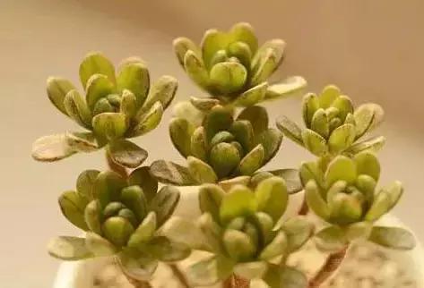 270种常见多肉图谱,270种常见多肉盆景