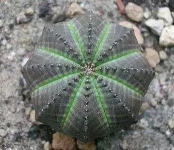 270种常见多肉图谱,270种常见多肉盆景