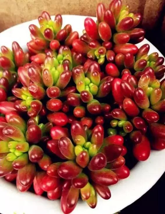 270种常见多肉图谱,270种常见多肉盆景