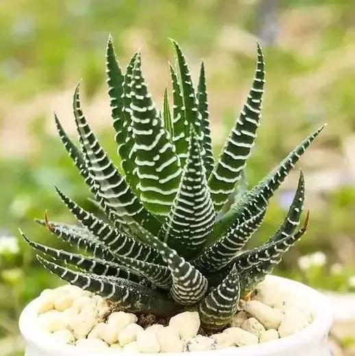 270种常见多肉图谱,270种常见多肉盆景