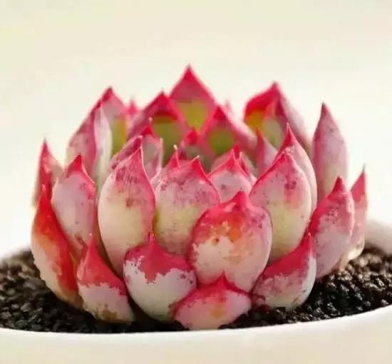 270种常见多肉图谱,270种常见多肉盆景