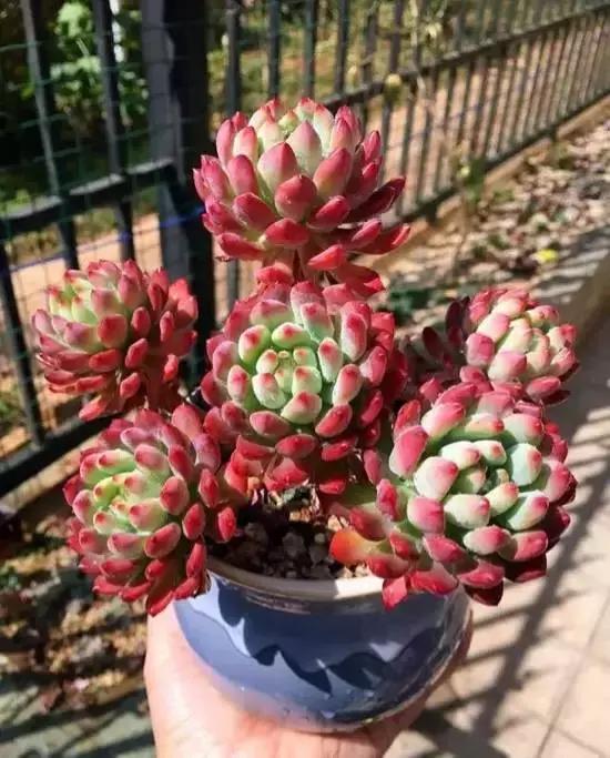 270种常见多肉图谱,270种常见多肉盆景