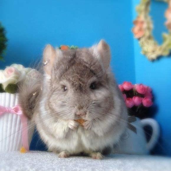 miss龙猫耳钉,龙猫耳钉多少钱一对