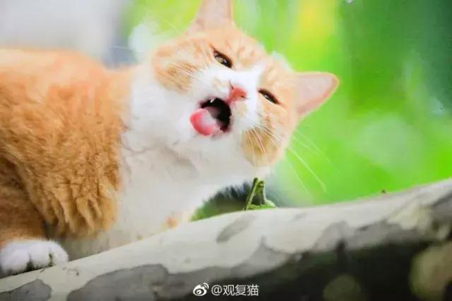 盘点中国古代猫,中国名猫有哪些猫