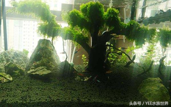 草缸哪种螺除藻最好,草缸养什么虾除藻强