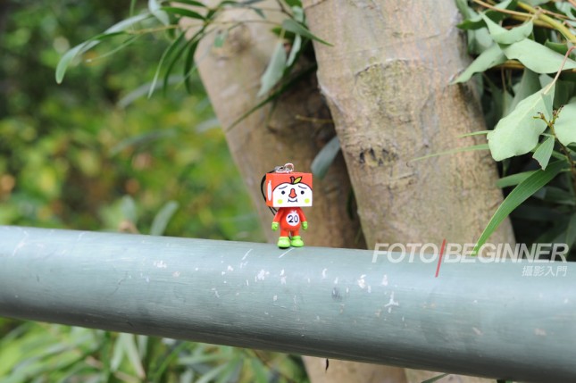 新手拍照必学15个拍摄技巧,拍摄浅景深的4种简单方法