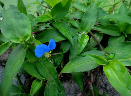装修后如何除甲醛用什么植物,新房装修后去甲醛的植物有哪些