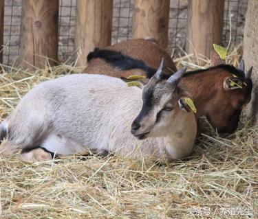 酒糟喂羊绝招视频,刚出炉的啤酒酒糟可以直接喂羊吗