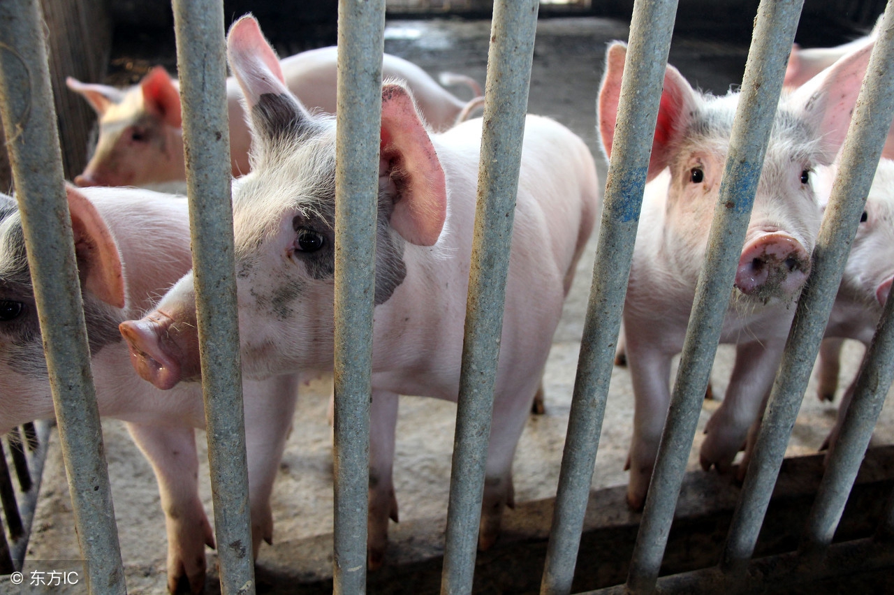 仔猪红白黄痢的治疗方法,仔猪痢疾严重怎么处理