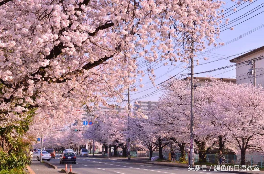 2018樱花,日本樱花节一览表
