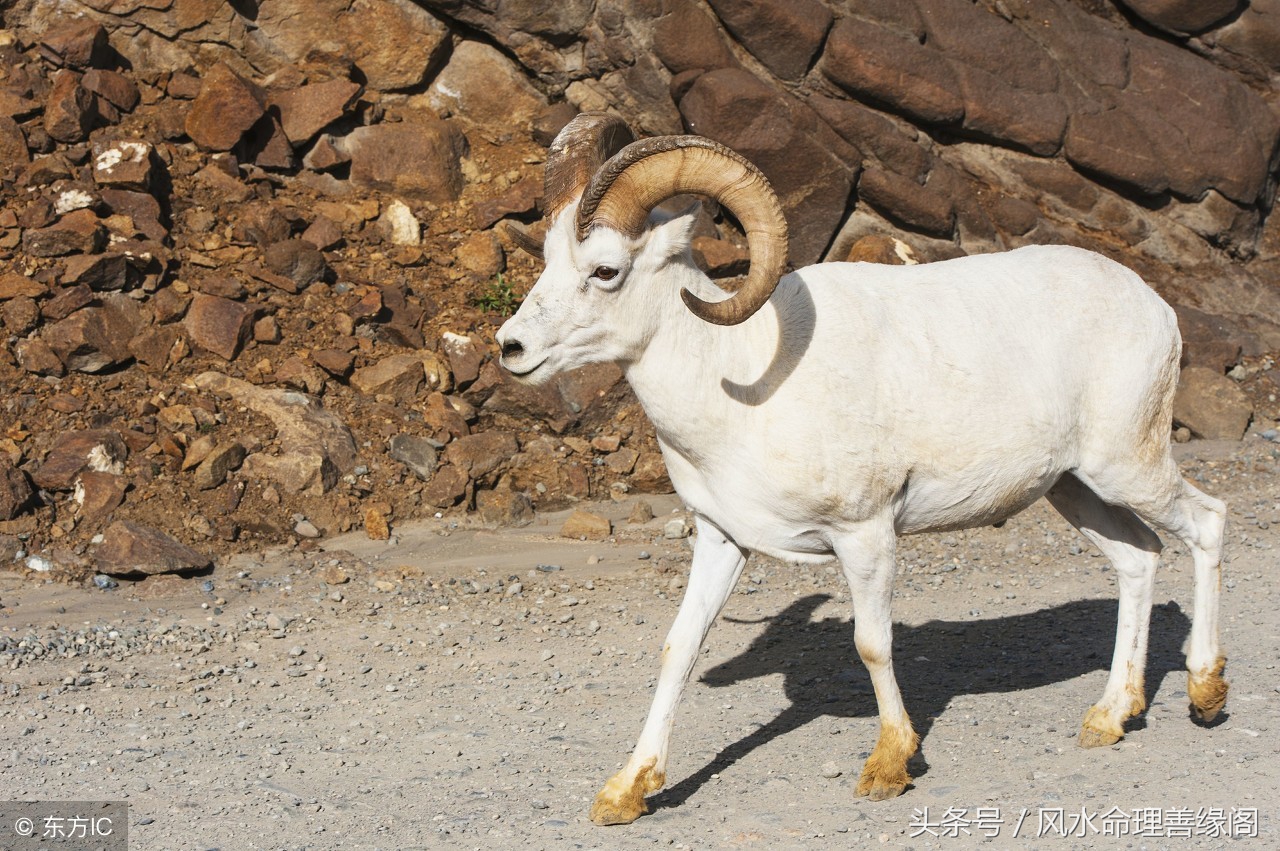 2018年十二生肖总体运势解析,2018年十二生肖每周运势详解