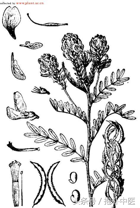 榛勮姫鏄竴绉嶅父鐢ㄧ殑娓呯儹鐕ユ箍涓嵂,涓嵂榛勮姫绉嶅瓙