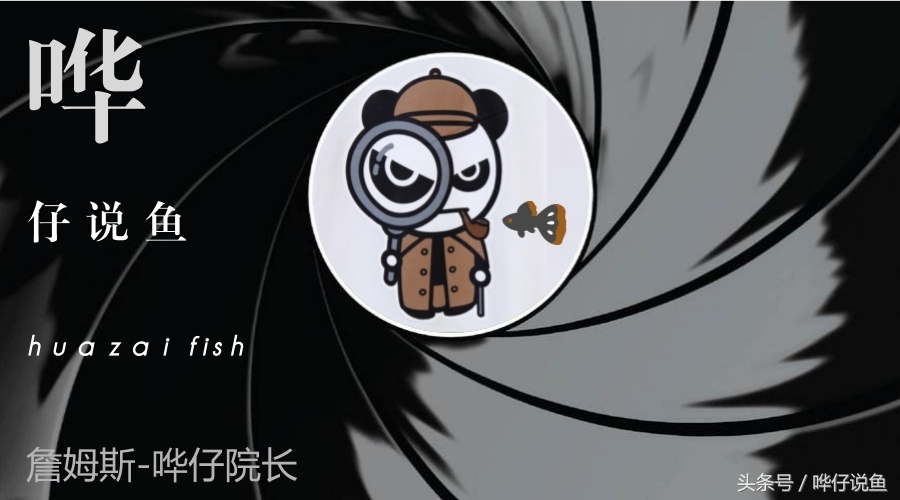 养三湖慈鲷的鱼缸,什么鱼缸适合养三湖慈鲷